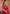 OUR NEW PREMIUM DESIGNER SAREE COLLECTION 27008