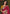 Rooh Gulnar saree with unstitched blouse fabric