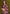 rooh-firdaus-subtle-floral-saree-close-up